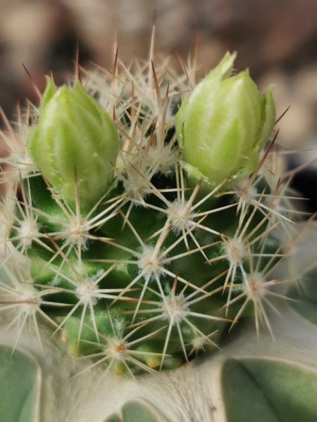 Escobaria cubensis